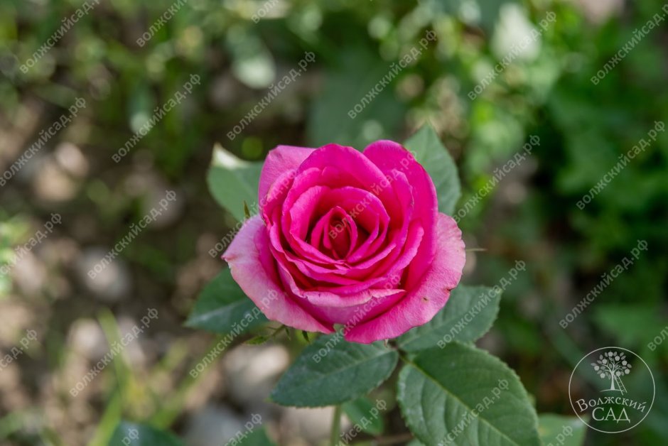 Роза чайная гибридная розовый Гранд Гала