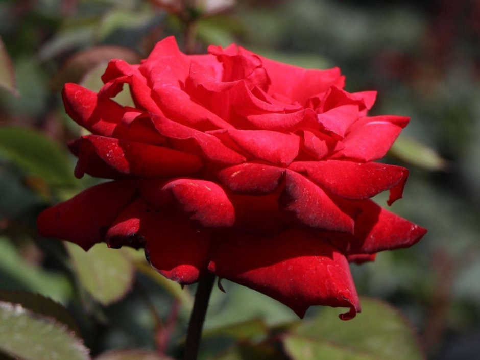 Сорт розы Гранд Аморе