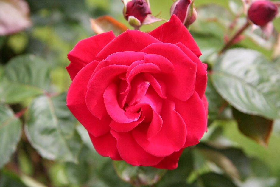 Роза плетистая Сантана