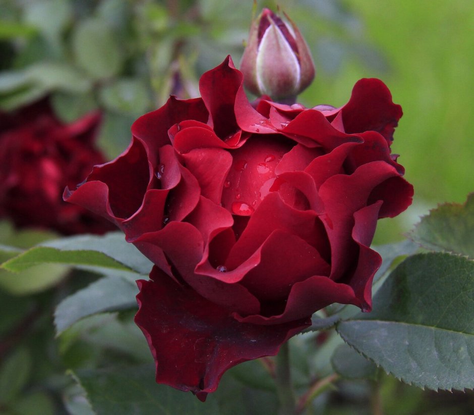Hommage a Barbara Heinz Winkler роза