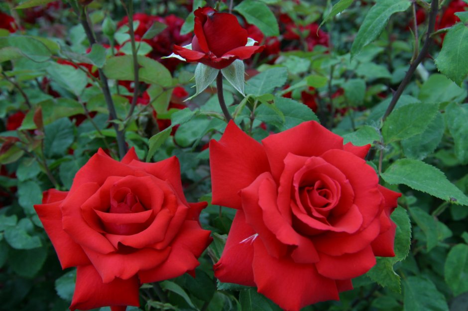 Роза чайно-гибридная Гранд Амур