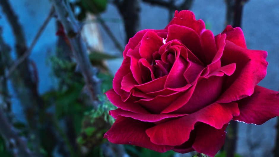 Роза флорибунда бордо