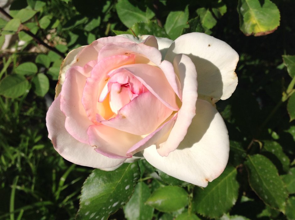 Роял Палас роза японка