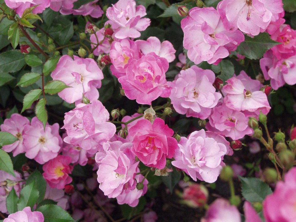 Роза interplant (сорт 'Lavender Dream