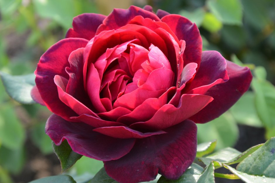 Графиня-фон-Харденберг шраб роза