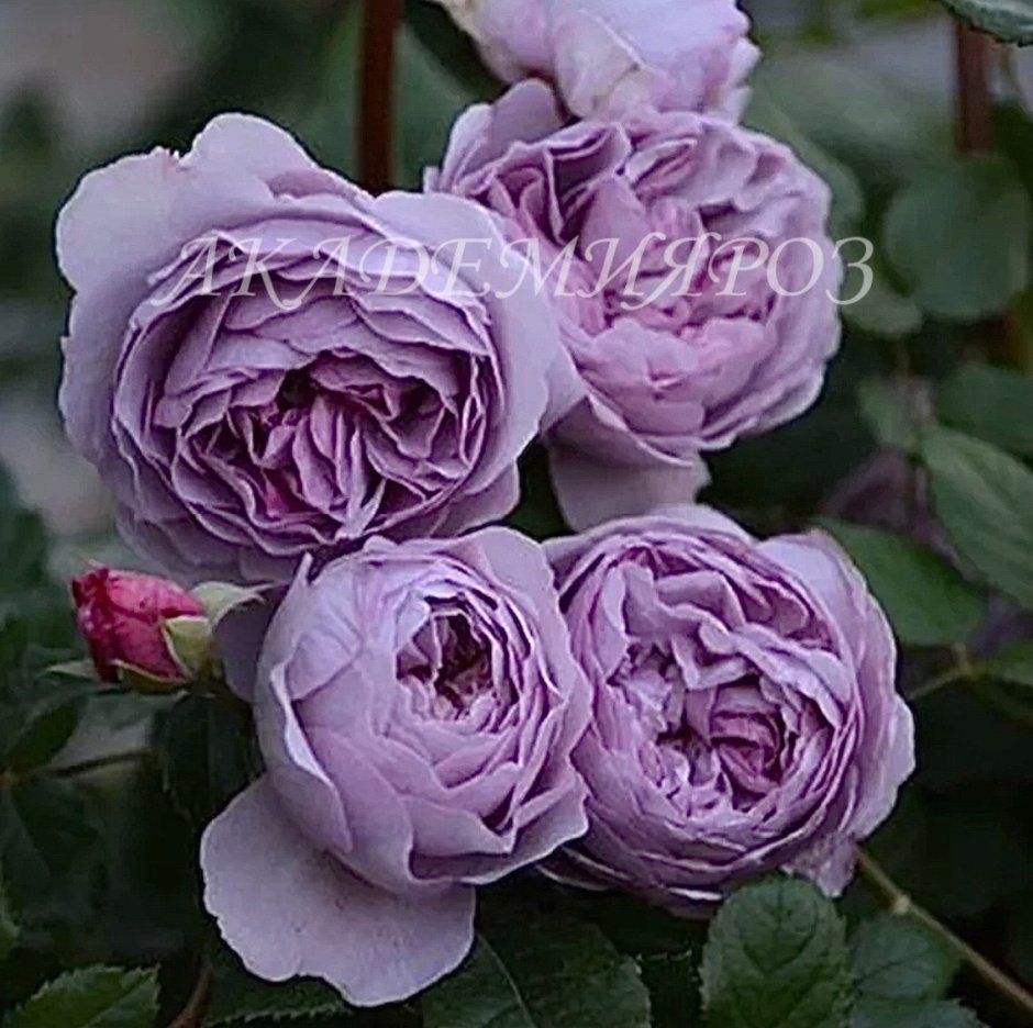 Лавендер Бабблз роза