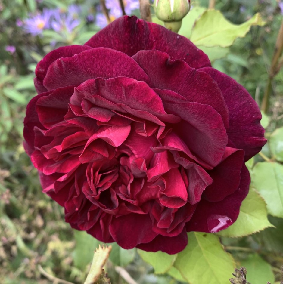 Манстед Вуд Munstead Wood роза
