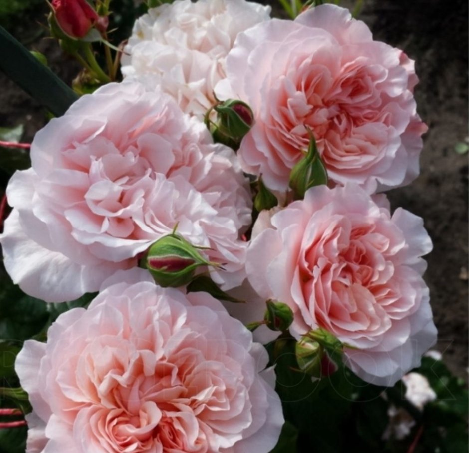 Роз де Толбиак Rose de Tolbiac роза