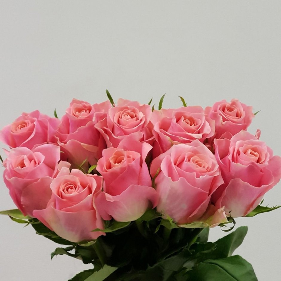 Роза Baraka Roses