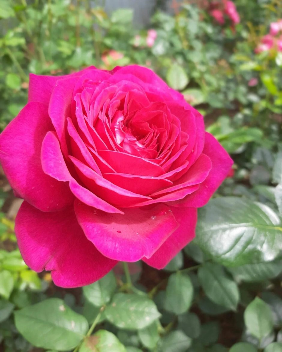 Goethe-Rose роза