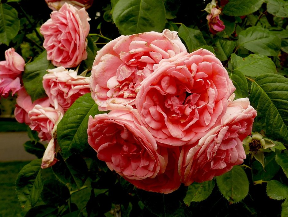 Английские розы Страуберри Хилл