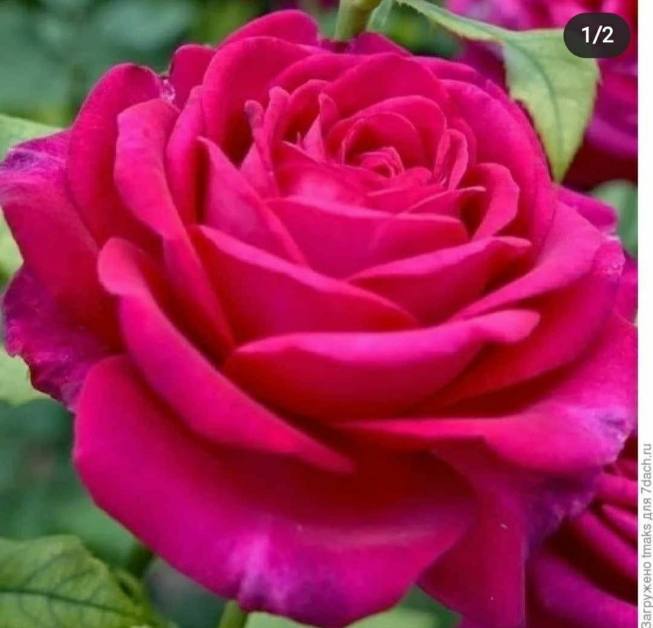 Johann Wolfgang von Goethe Rose роза