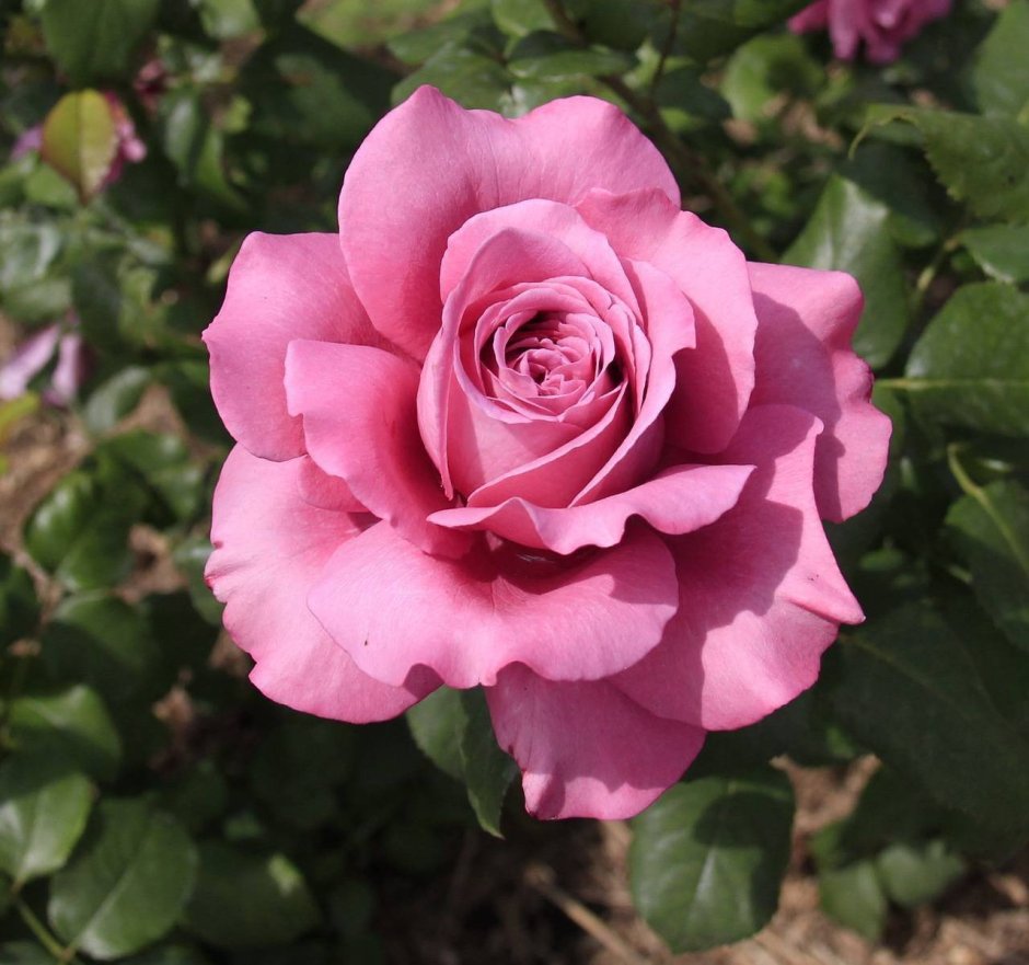 Сорт розы Клод Брассер