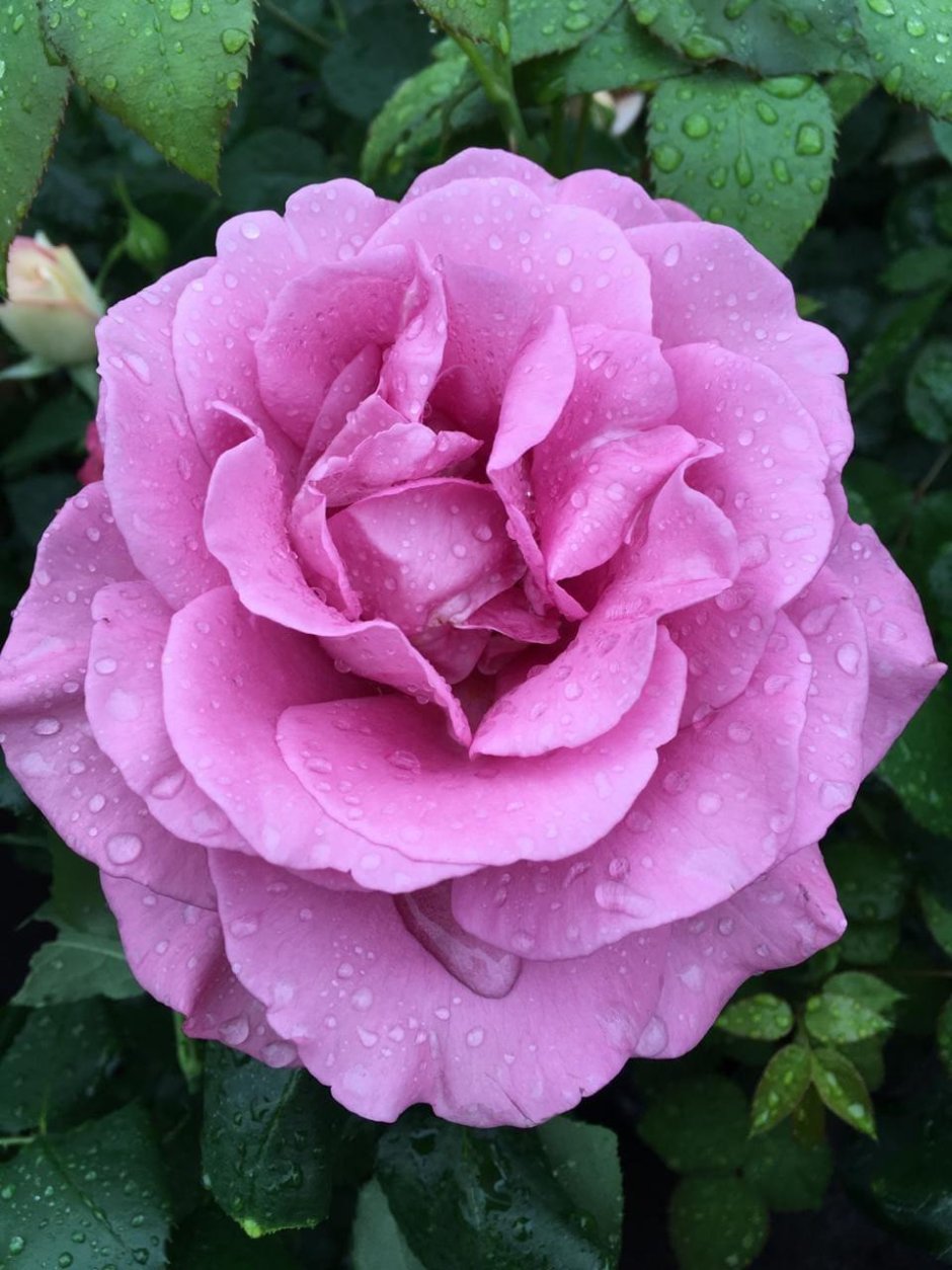 Роза чайно-гибридная Клод брассёр