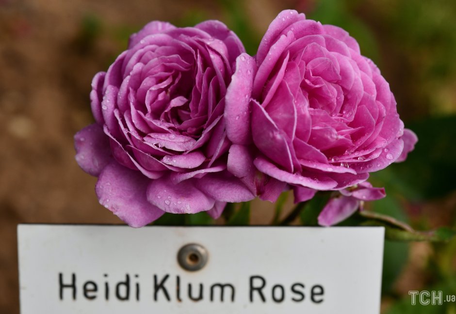 Роза Хайди Клум Розе Rosa Heidi Klum Rose