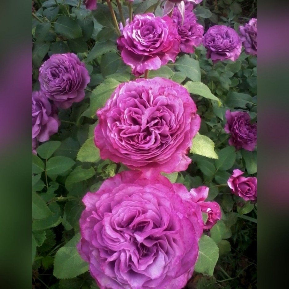 Роза Клод Брассер роза
