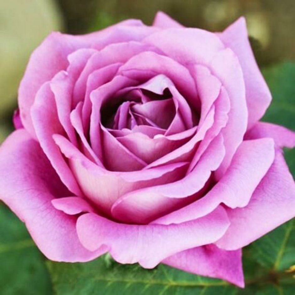 Роза чайно-гибридная (Rosa Claude Brasseur)