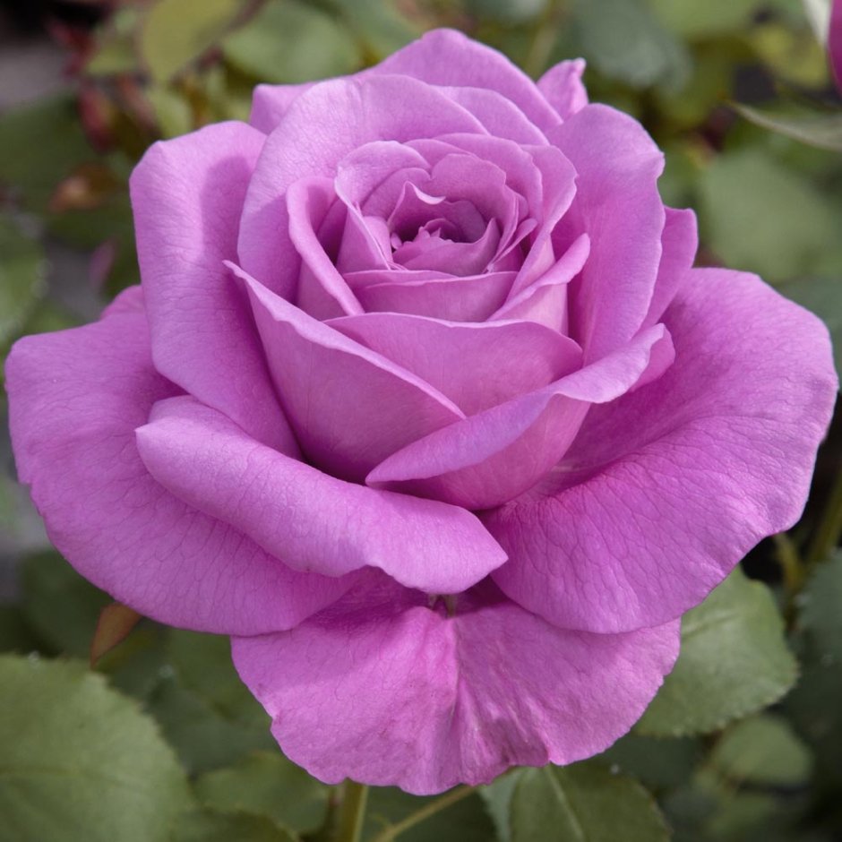 Роза Клод Брассер роза