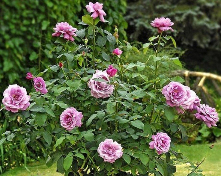 Роза Шарль де Голль роза