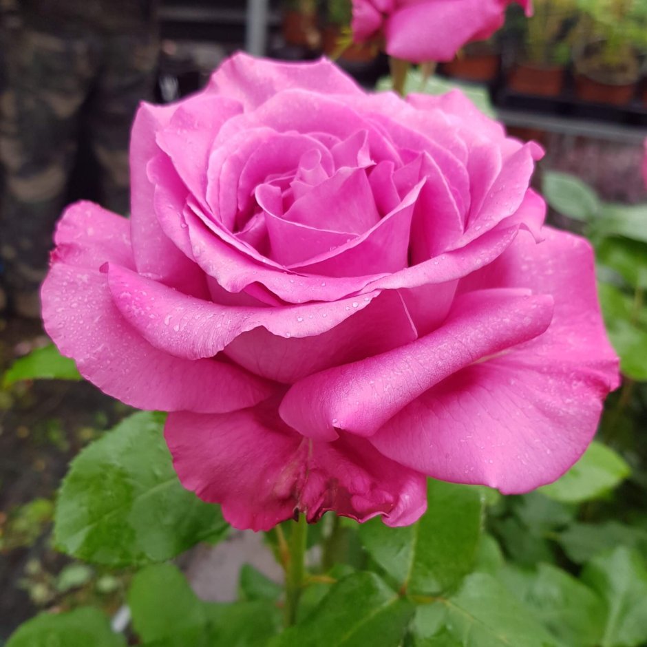Сорт розы Клод Брассер