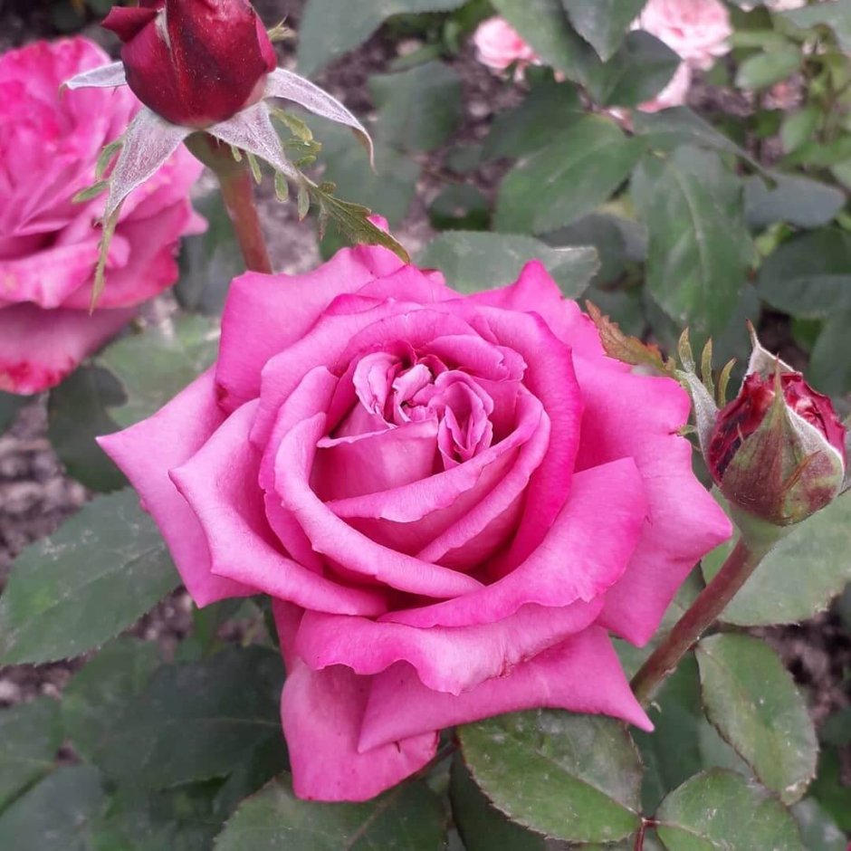 Роза чайно-гибридная Клод брассёр