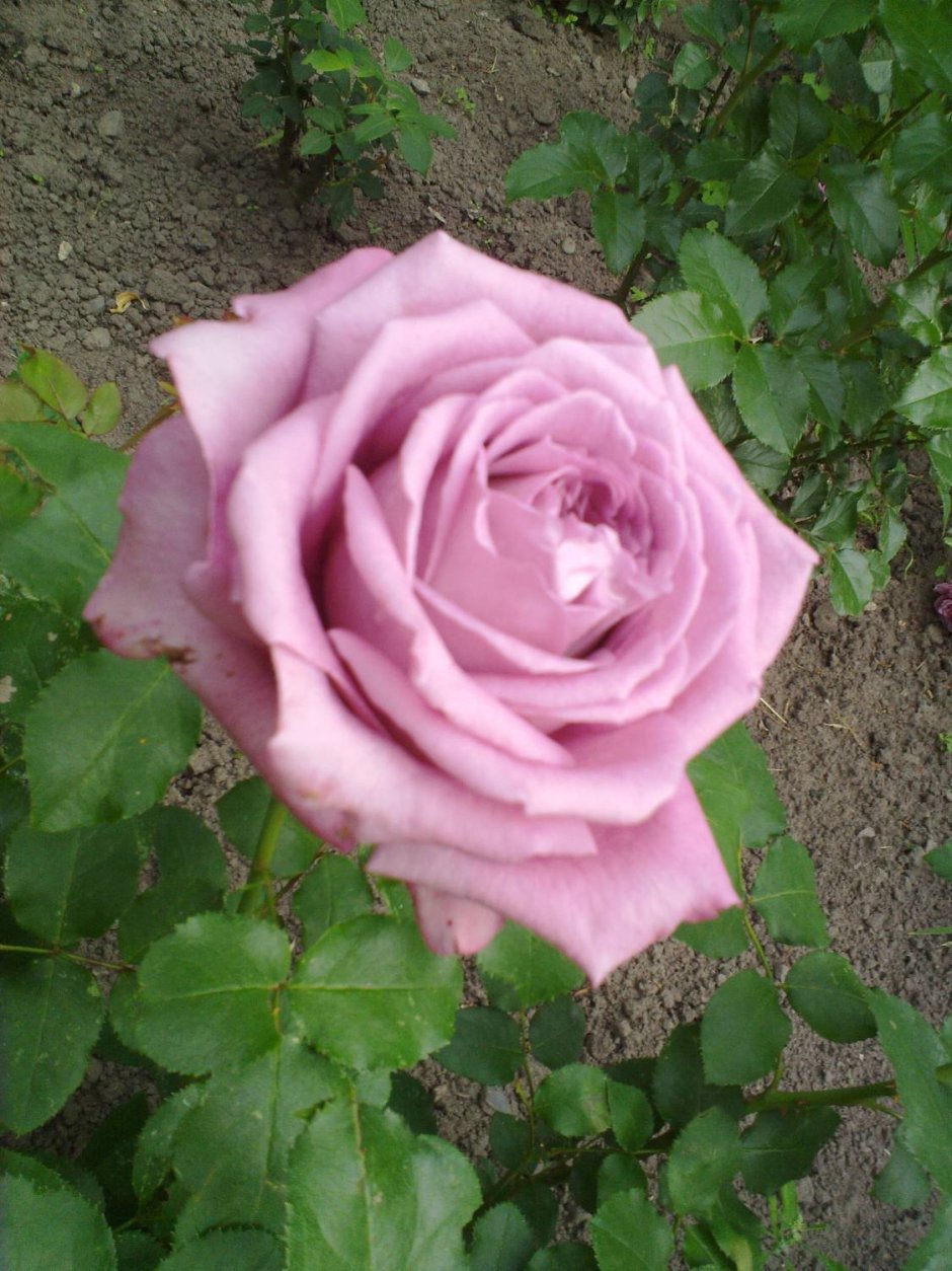 Роза Клод Моне
