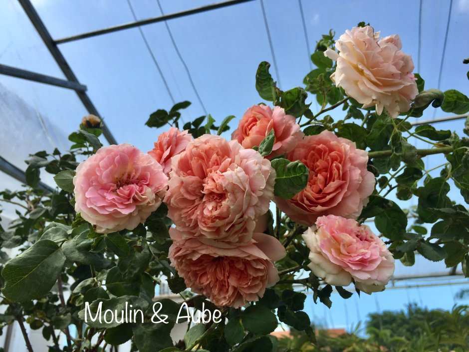 Роза Moulin de la Galette