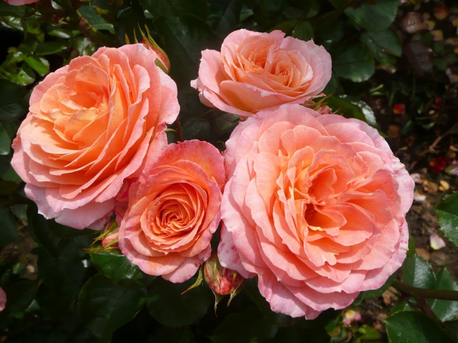 Роза флорибунда Бриоза