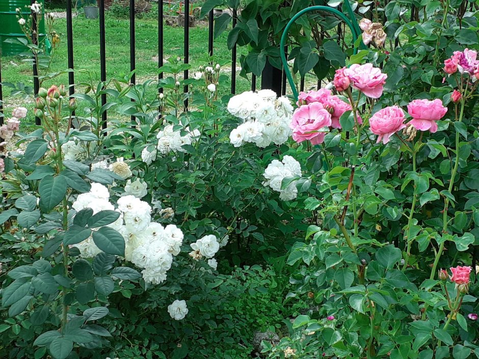Тсукуеми роза энциклопедия роз