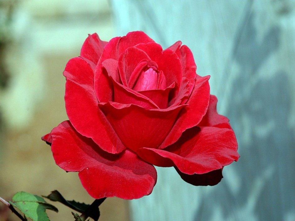Алый Карсон роза