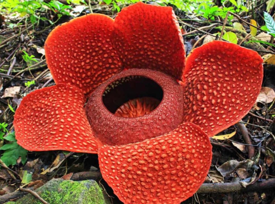 Раффлезия Арнольди самый большой цветок в мире