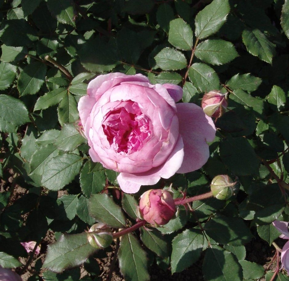 Wildeve Остин роза