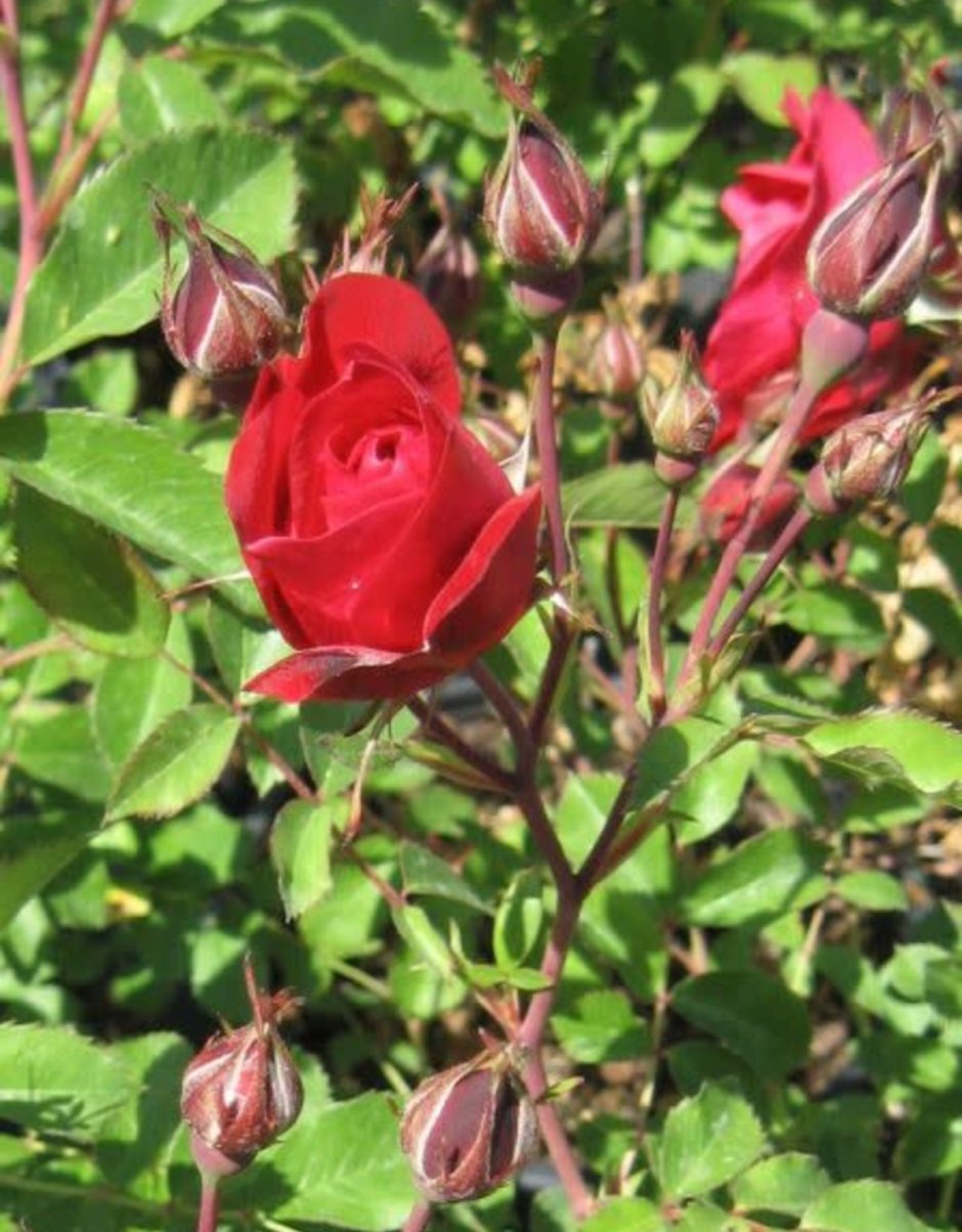 Аделаида роза канадская