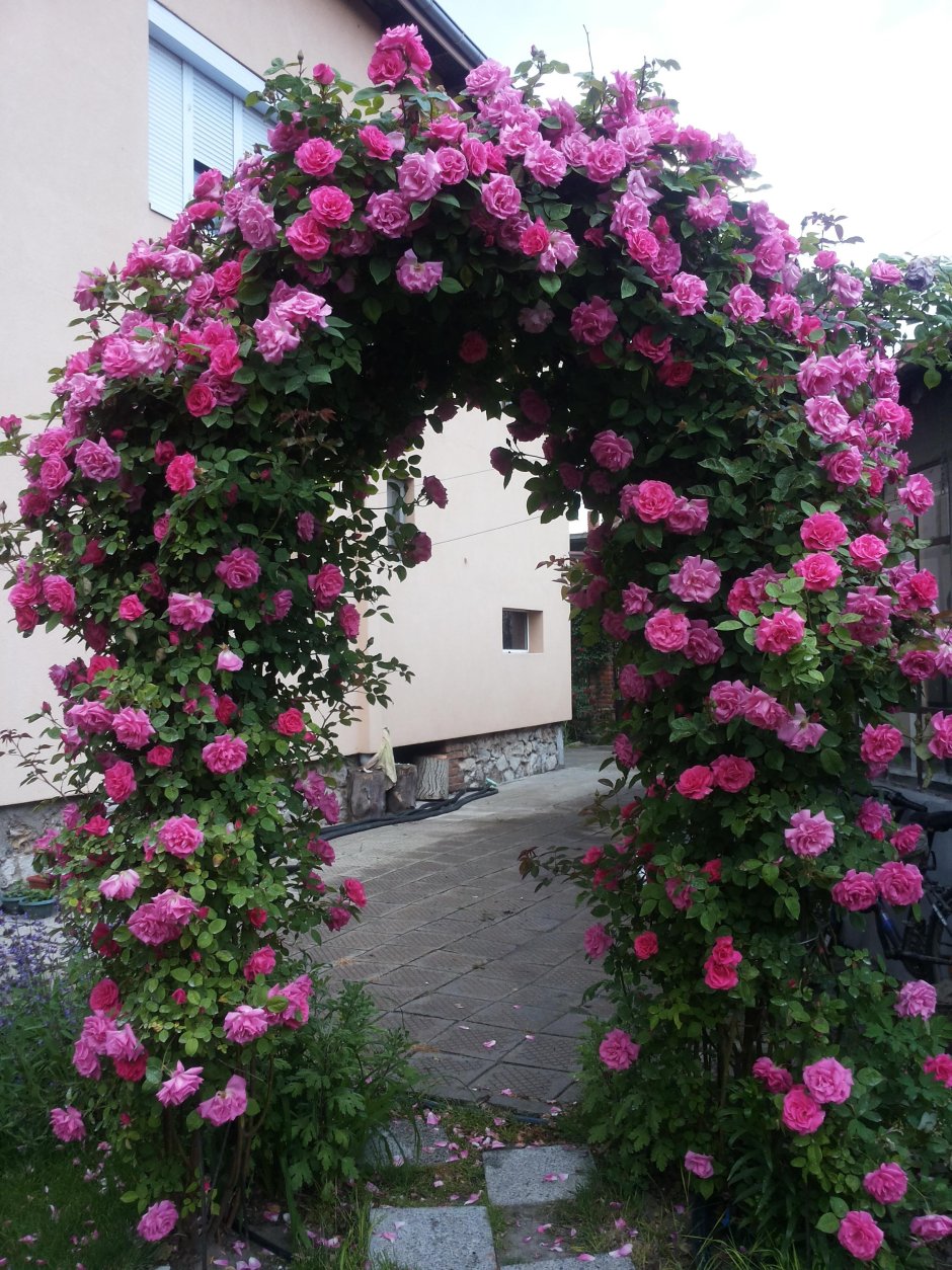 Роза плетистая Вартбург