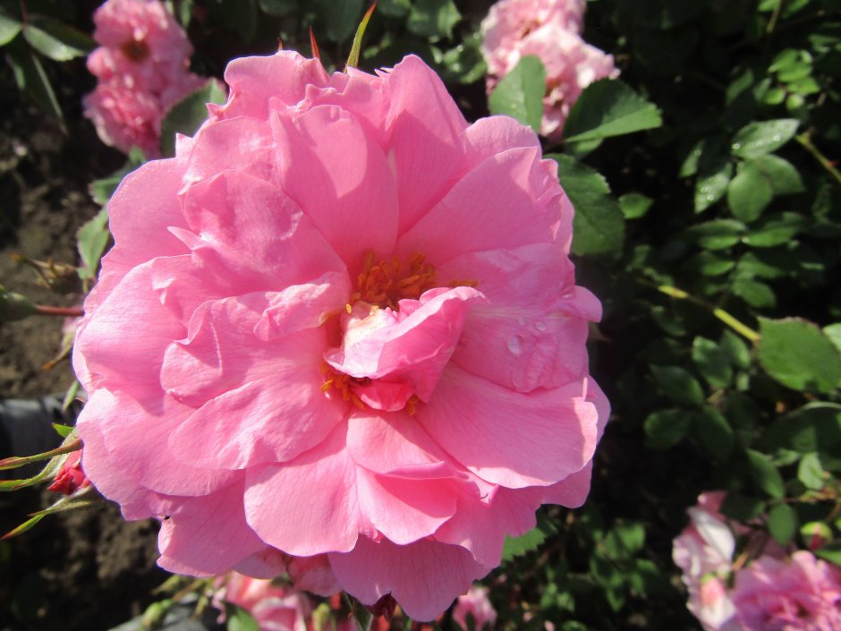 Роза Джон Дэвис (канадская, Парковая) розовый