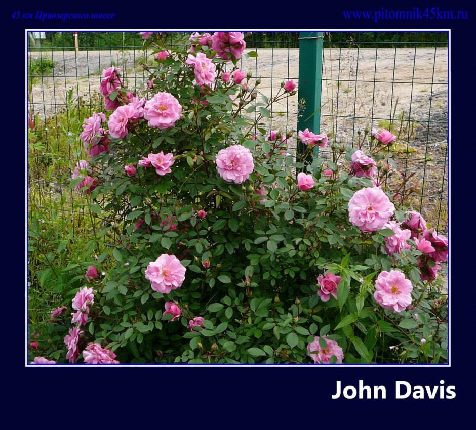 Роза канадская Джон Дэвис (John Davis)