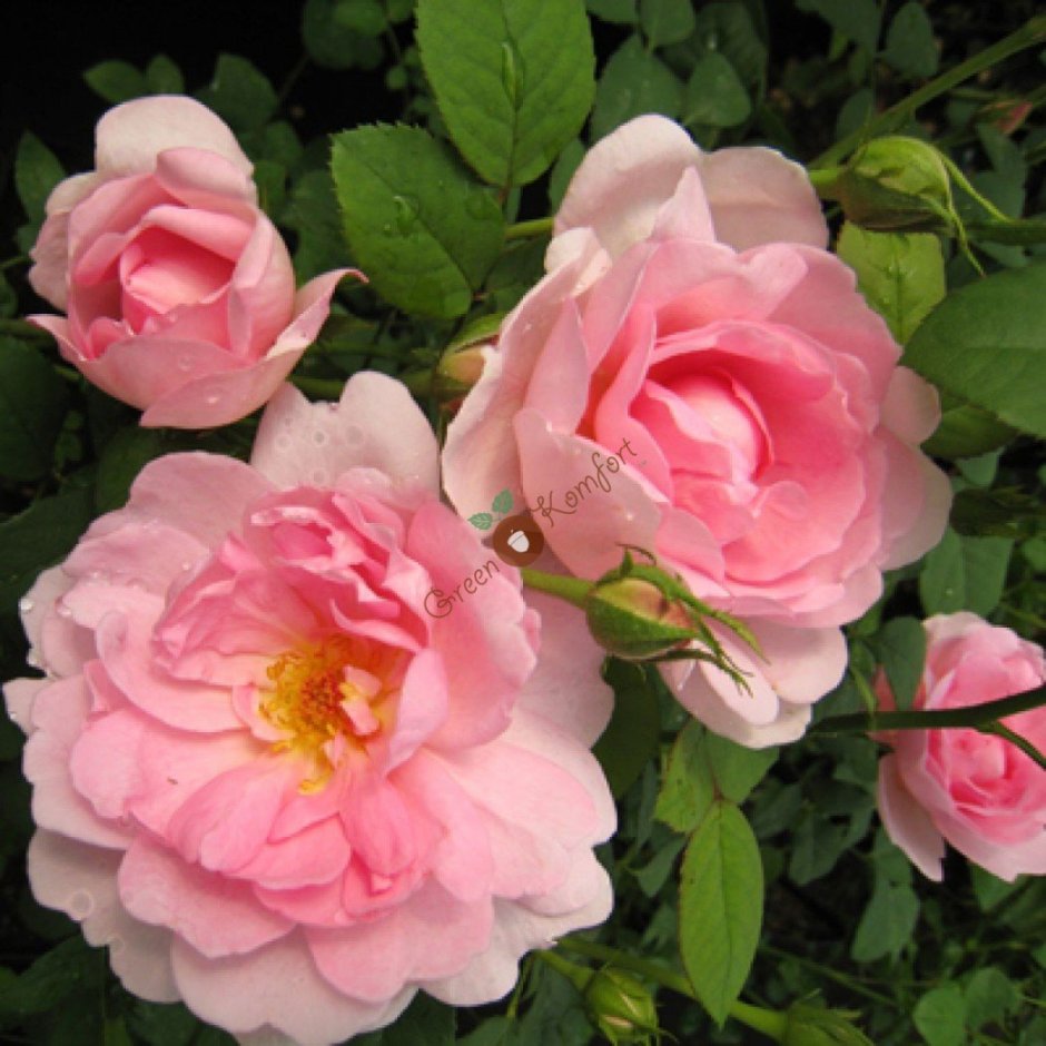 Роза канадская Парковая Джон Дэвис (с3,5)