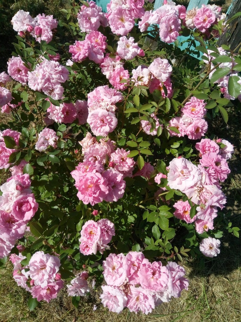 Роза канадская Парковая Джон Дэвис