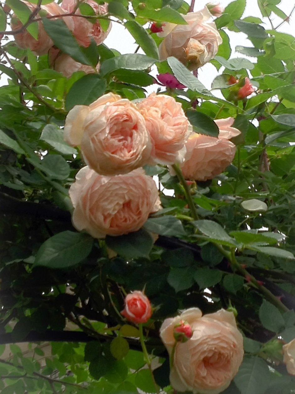 Уильям Моррис William Morris роза