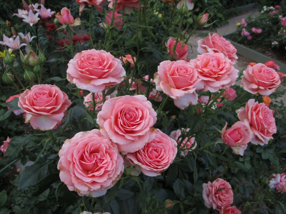 Poesie роза флорибунда
