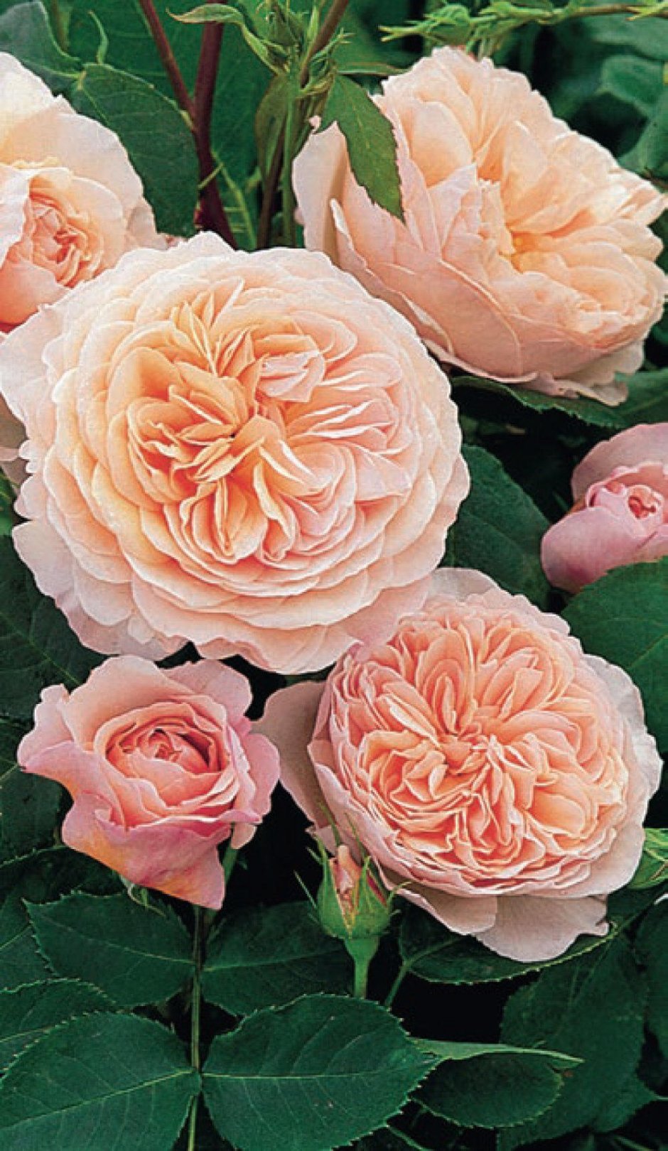 Уильям Моррис William Morris роза