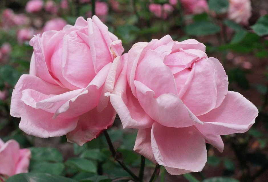Роза чайно-гибридная розовая