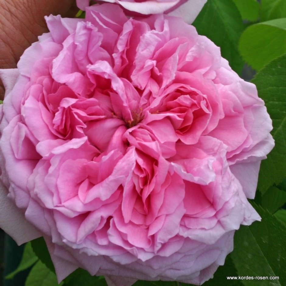 Роза Madame Boll (мадам Болл)