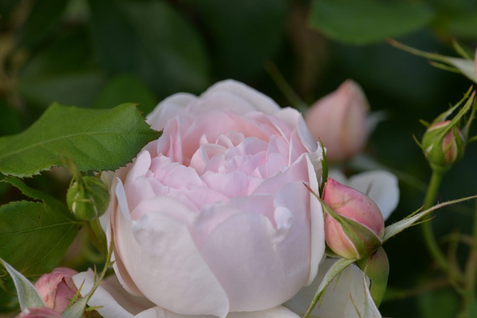 Роза мадам Фигаро (Madame Figaro)