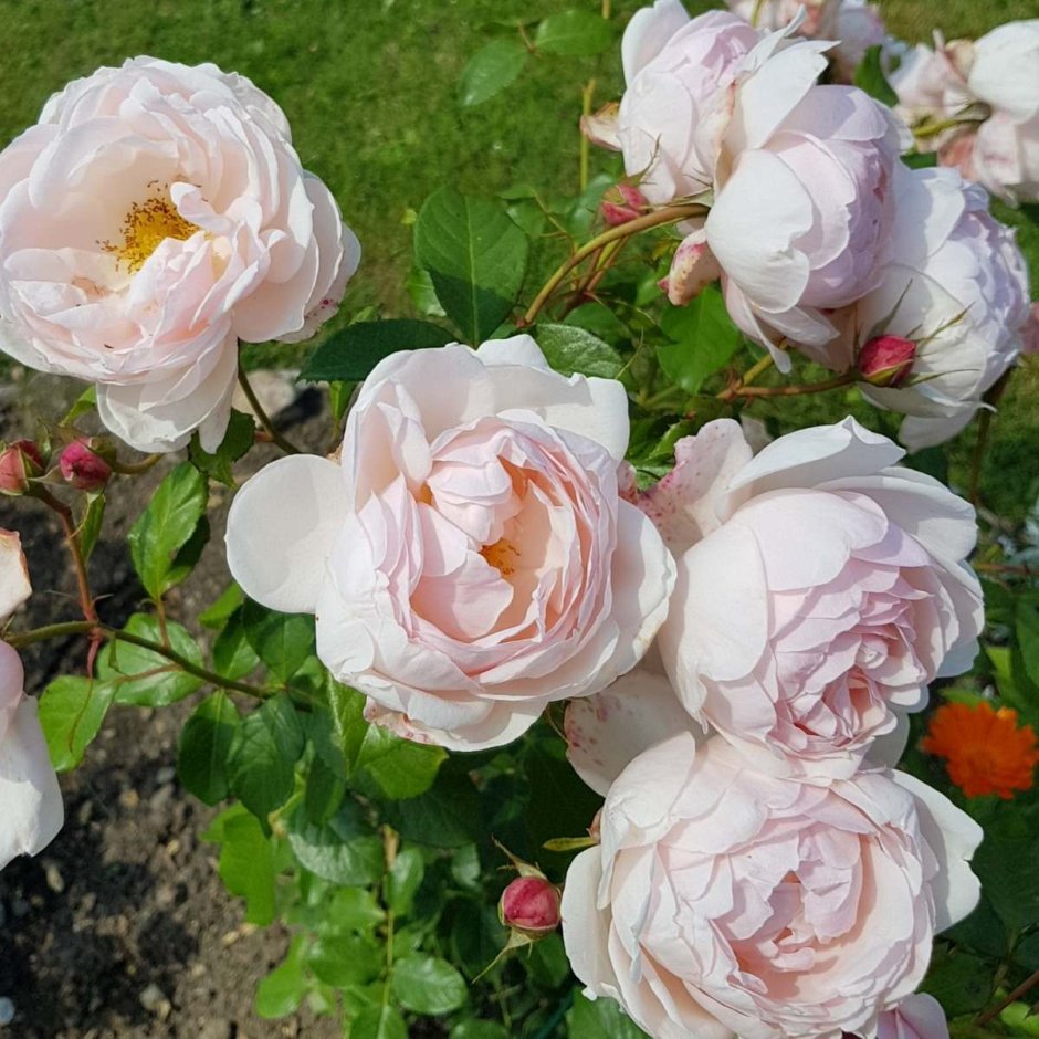 Роза мадам де Шенонсо