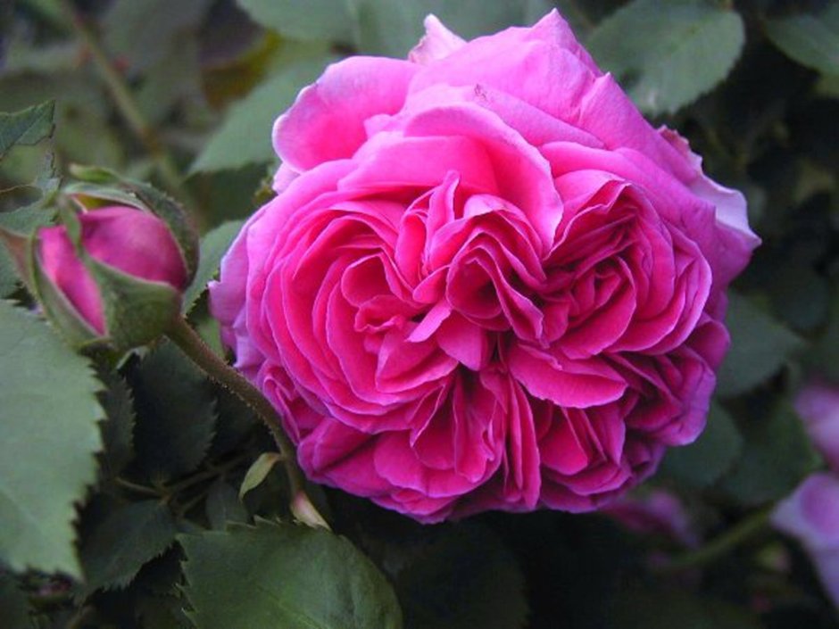 Роза плетистая мадам Плантье