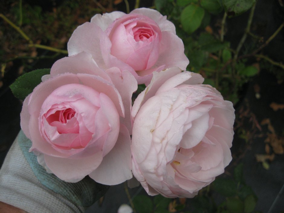 Бурбонская роза мадам Pierre Oger