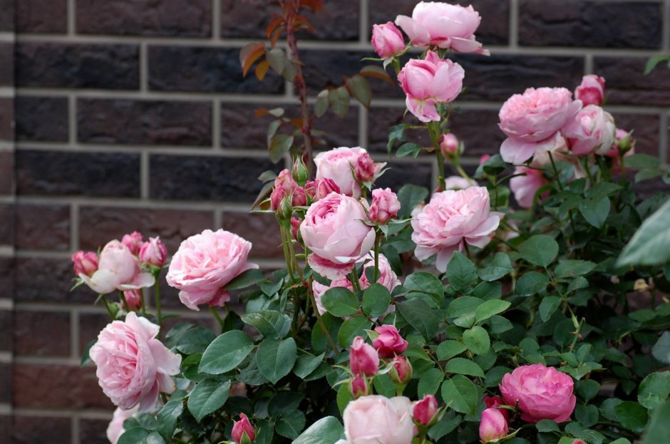 Dames de Chenonceau роза
