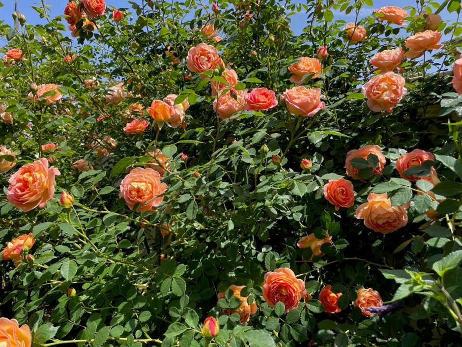 Розы беттер Таймс оранжевые