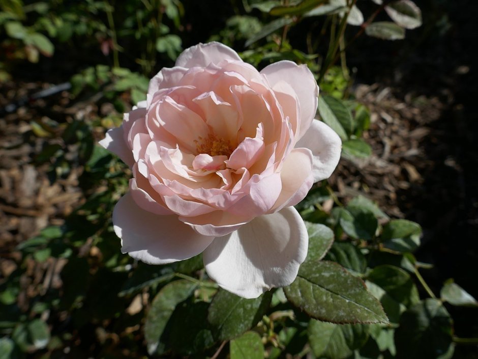 Роза мадам Помпадур